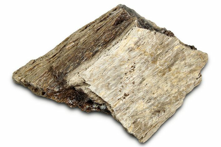 Fossil Tyrannosaur (T rex) Bone Section - Wyoming #328693